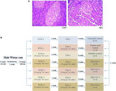 Ferulic Acid Protects Hyperglycemia-Induced Kidney Damage by Regulating Oxidative Insult, Inflammation and Autophagy